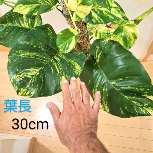 観葉植物 ポトス グランデ