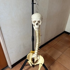 人体模型、スタンド付き