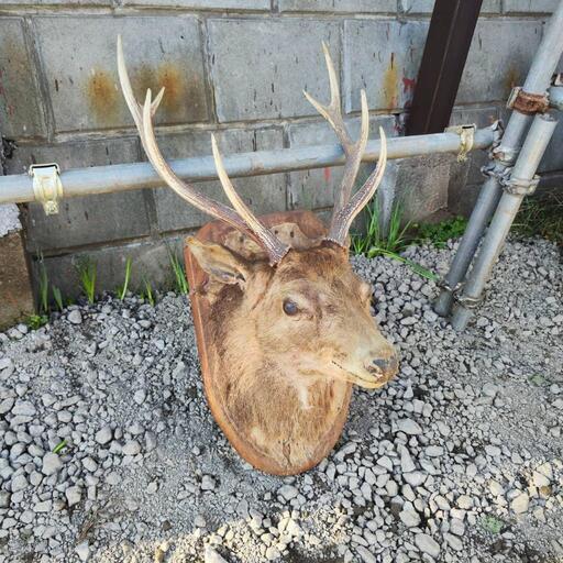 鹿 剥製 シカの頭部 壁掛け装飾 約60cm シカの剥製 鹿の剥製