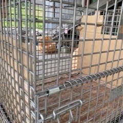 メッシュパレット2個セット