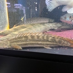 カミハタブリード ビキールビキール②