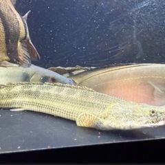 カミハタブリード ビキールビキール①