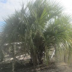 ヤシをお安く販売します。