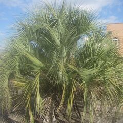 ヤシをお安く販売します。