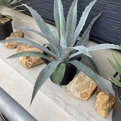 アガベロストラーダ激安