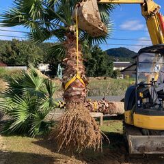 ヤシ やし ワシントンヤシ 掘起してます 引き取り限定 ⑦