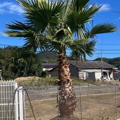 ヤシ やし ワシントンヤシ 掘起してます 引き取り限定 ⑦