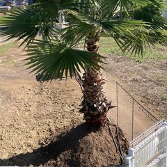 ヤシ やし ワシントンヤシ 掘起してます 引き取り限定 ⑦