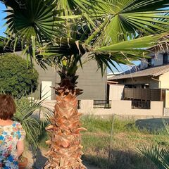 ヤシ やし ワシントンヤシ 掘起してます 引き取り限定 ⑦