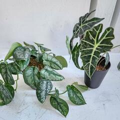 お得】観葉植物おまとめ6点