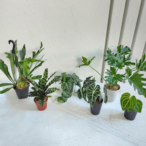 【お得】観葉植物おまとめ6点