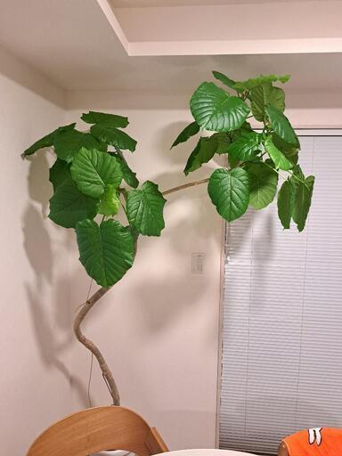 観葉植物　大型２ｍ弱　ウンベラータ