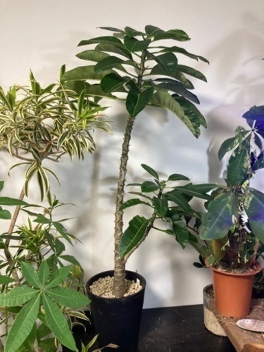 【希少な大株】パキポディウム　ソフィエンセ　観葉植物　塊根植物　ビザールプランツ　グリーン　極太　特大　生活雑貨 家庭用品 ガーデニング