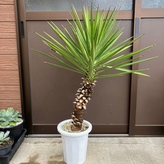 ユッカ・アロイフォリア（センジュラン）