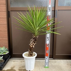 ユッカ・アロイフォリア（センジュラン）