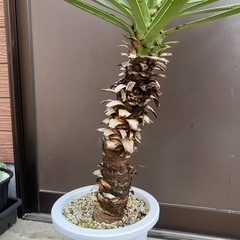 ユッカ・アロイフォリア（センジュラン）