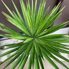 ユッカ・アロイフォリア（センジュラン）