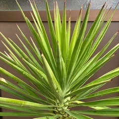 ユッカ・アロイフォリア（センジュラン）