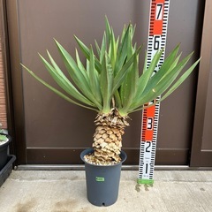 ユッカ・グロリオサ  2ヘッド　ダブルヘッド