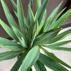 ユッカ・グロリオサ  2ヘッド　ダブルヘッド