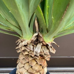 ユッカ・グロリオサ  2ヘッド　ダブルヘッド