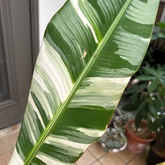 ムサ アエアエ バナナ - ガーデニング 