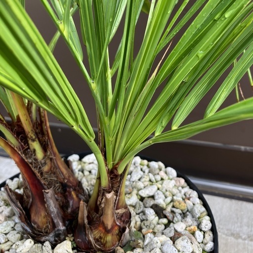 ココスヤシ 2ヘッド ダブルヘッド ココスヤシ ダブルヘッド 6鉢セット