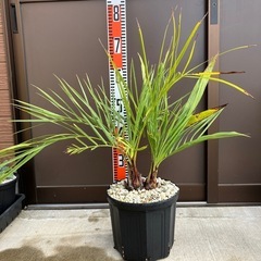 ココスヤシ 2ヘッド ダブルヘッド