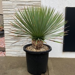 ユッカ・トンプソニアーナ