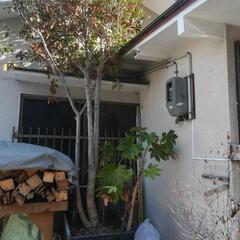 ガーデニング、庭木、観葉植物、