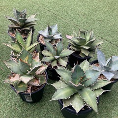 アガベいっぱい