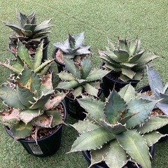 アガベいっぱい