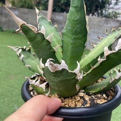 アガベいっぱい