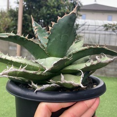 アガベいっぱい