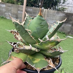 アガベいっぱい