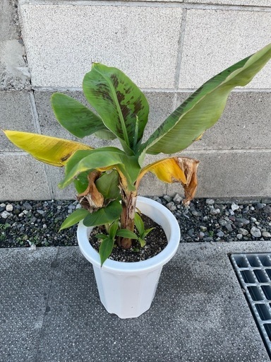 【手渡し】中苗 ドワーフモンキーバナナ 1鉢 ①