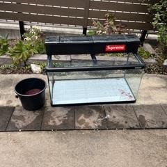 90センチ　水槽　アロワナ　熱帯魚