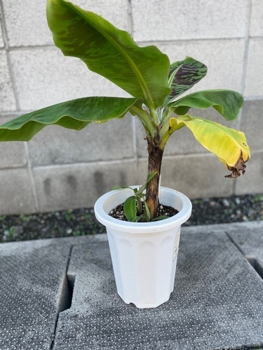 【手渡し】中苗ドワーフキャベンディッシュバナナ 1鉢 ②
