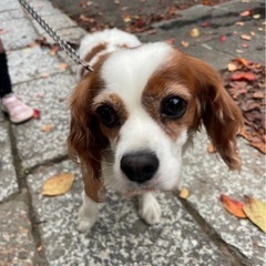 急募　キャバリアの画像