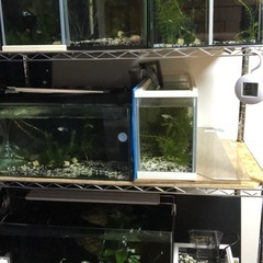 訳あり】特大樹上棲爬虫類ケージセット