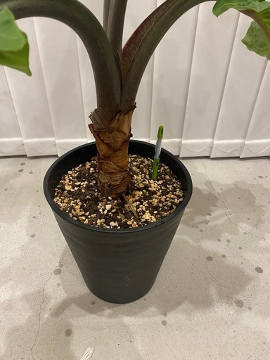 ヤドリギ 宿り木 No.0350 ヤドリギ（宿り木）