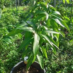 チャイコフスキー様用　花あり❸玉文マンゴー苗　　特選接木苗 チャイコフスキー様用 花あり➂玉文マンゴー苗 特選接木苗