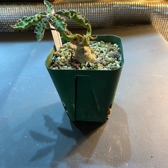 4/14日西風新都植物イベント限定価格！狼人 双頭 レア株