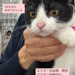 人馴れバツグン！好奇心旺盛な子猫🩷動画付き