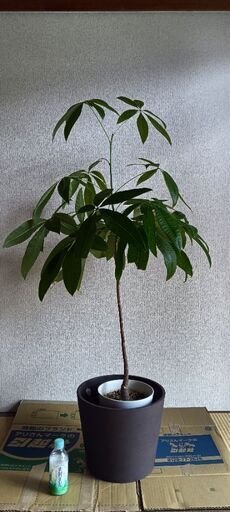 観葉植物[パキラ]値引交渉大歓迎