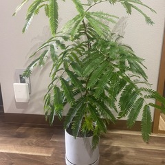 エバーフレッシュ その他の中古が安い！激安で譲ります・無料で  