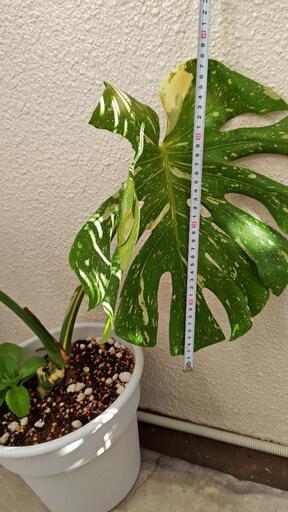 モンステラ 斑入り 新芽が出てます。