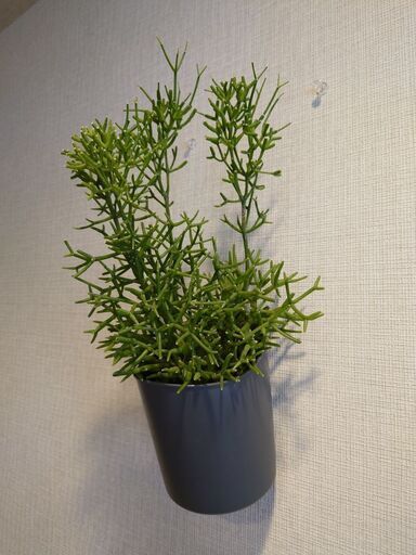 リプサリス 「ハティオラ バンブソイデス」鉢植え 壁掛け