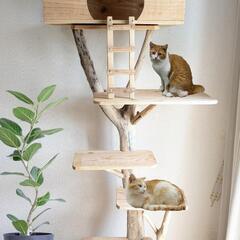 流木キャットタワー『猫の城②』