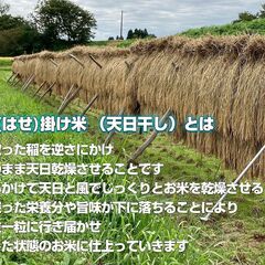令和6年度 新米 岩手県産 ササニシキ 玄米 20Kg 稲架掛米 （天